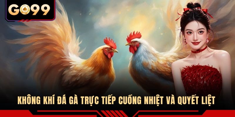 Không khí đá gà trực tiếp cuồng nhiệt và quyết liệt